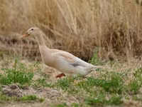 Indian Runner — photo 1