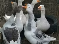 Geese — फ़ोटो 1