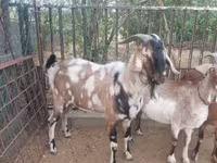 Bak, Nubian Goat — 6. fotó