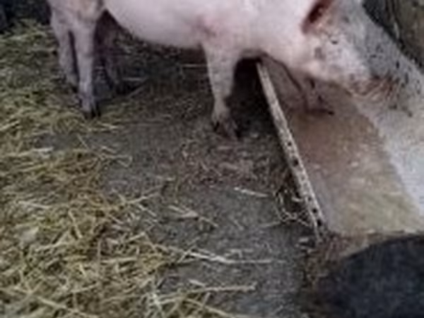 公猪, Pigs