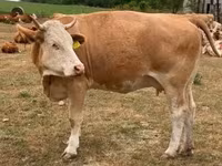 母牛, Simmental cattle — 照片 1