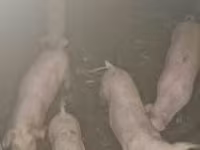 Eber, Schweine — Foto 2
