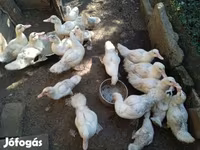 Ducks — photo 6