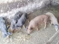 Sow, Pigs — photo 2