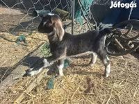Chèvre, Alpine goat — photo 7
