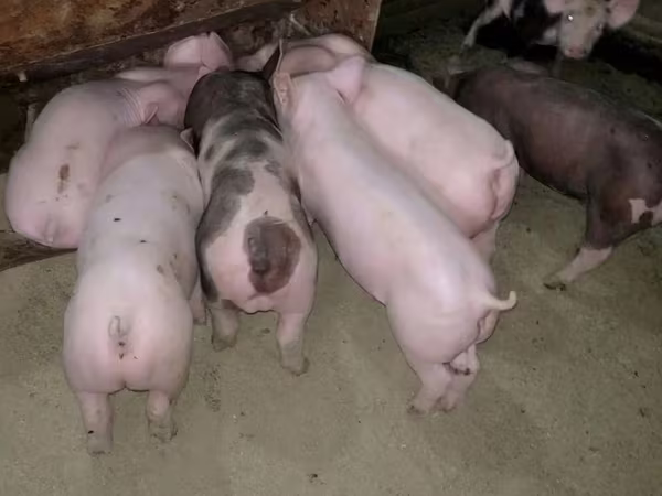 Pigs (batch, sex not specified), Pigs