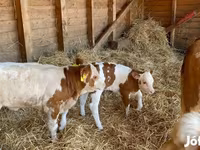 بقرة, Simmental cattle — الصورة 3