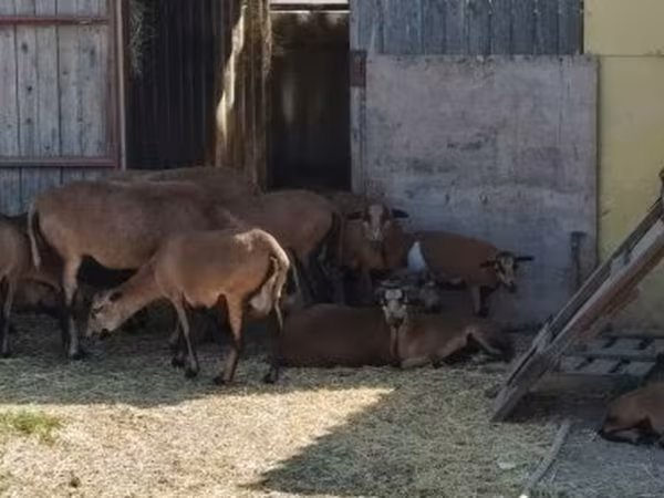 Ram, Cameroon sheep — Hungary
