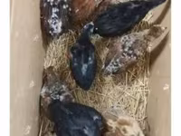 Chickens — photo 6