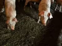 Boar, Pigs — photo 5