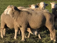 Carneiro, Ile-de-France sheep — foto 1