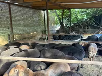 公羊, Sheep — 照片 1