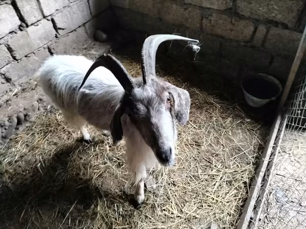 Nőstény kecske, Kecskék