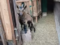 Keçi, Alpine goat — foto 5