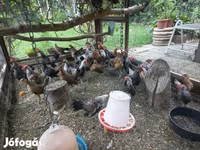 Dutch Bantam — photo 8