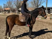 حصان, Hungarian horse breed — الصورة 2