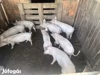 Pigs (batch, sex not specified), Крупная белая — photo 3