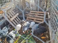 Guinea fowl — फ़ोटो 2