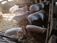 猪（批次，未指定性别）, Pigs — 照片 2
