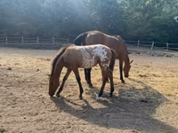 Kůň, Appaloosa — foto 6