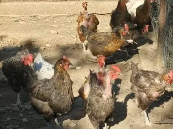 Chickens — Hungary