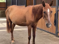 Stute, Thoroughbred horse — Foto 2