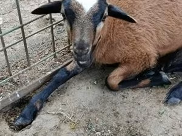 Ovce, Cameroon sheep — Maďarsko