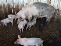 Schweine (Partie, Geschlecht nicht angegeben), Schweine — Foto 1