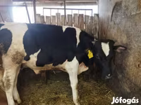 Bika, Holstein fajta — 1. fotó