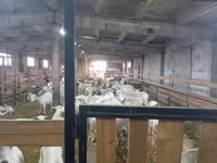 Koza, Saanen goat — foto 7