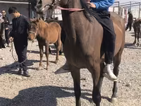 Yegua, Friesian sport horse — foto 5