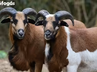 Juh, Cameroon sheep — 4. fotó