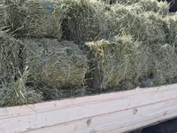 Balot de lucernă — الصورة 2