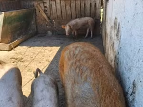 Boar,  — Hungary
