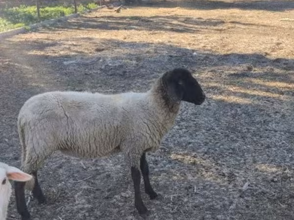 母羊, Tsigai sheep