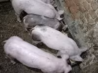 猪（批次，未指定性别）, Pigs — 照片 1