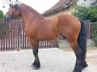 Hengst, Pferde — Foto 2