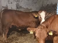 Bull, Simmental cattle — photo 4