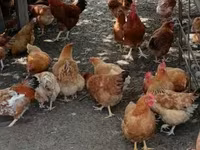 Chickens — foto 5