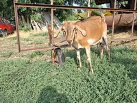 母山羊, Goats — 照片 5