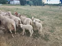Kos, Juhok — 3. fotó