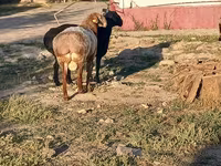 Kos, Tian-Shan semifinewool sheep — 3. fotó