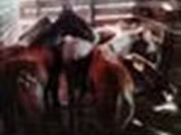 马匹（批次，未指定性别）, Horses — 照片 2