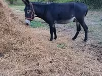 母马, Horses — 照片 4