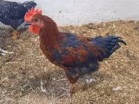 Chickens — Foto 3