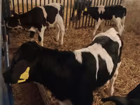 Bulle, Russian Black pied cattle — Foto 1