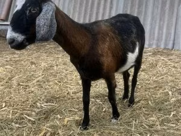 Bak, Alpine goat