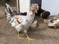 Chickens — Foto 3