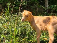 母山羊, Goats — 照片 5