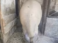 Boar, Pigs — photo 1